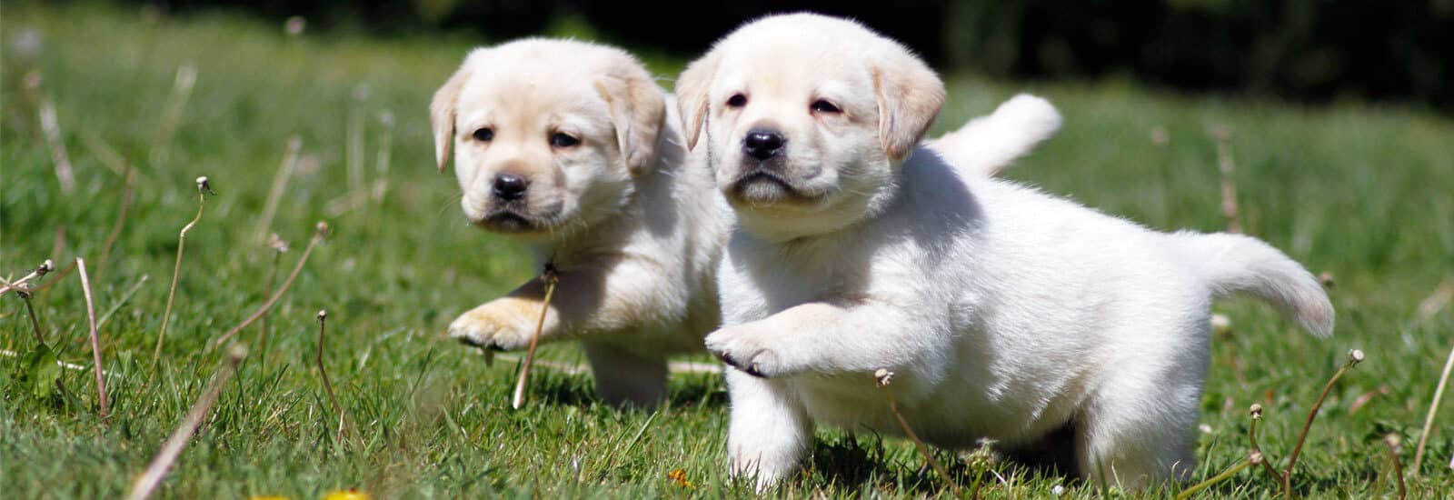 06 labrador retriever cuccioli gialli