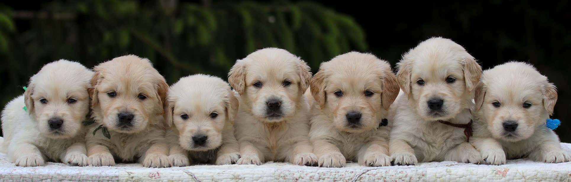 cuccioli golden retriever 1