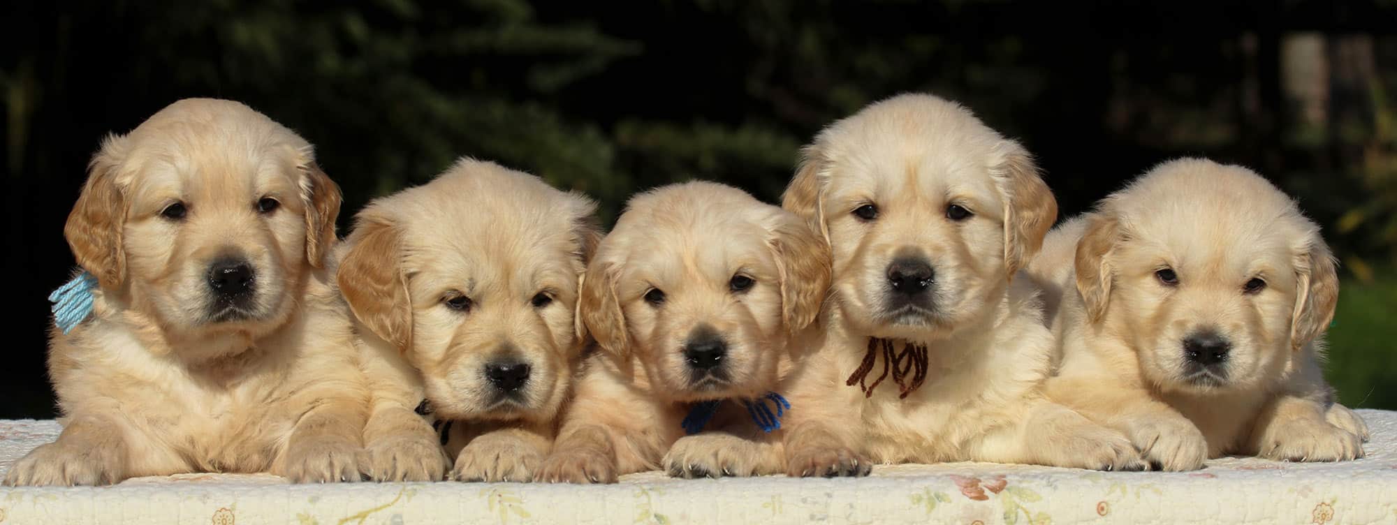 cuccioli golden retriever gialli 1