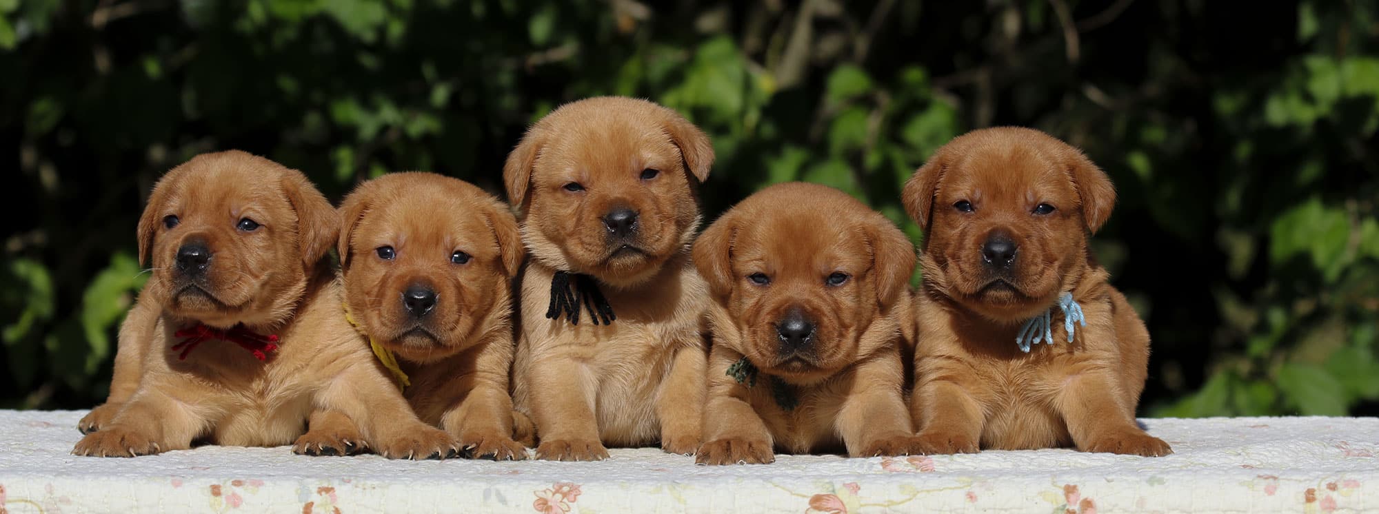 cuccioli labrador miele 1