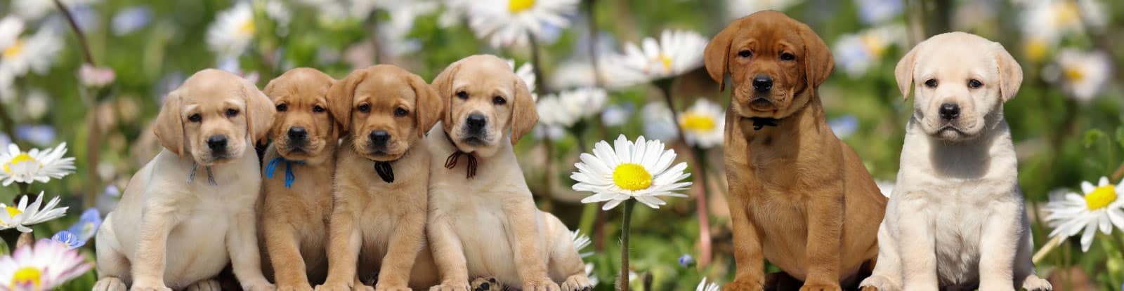 cuccioli labrador miele campo margherite 1