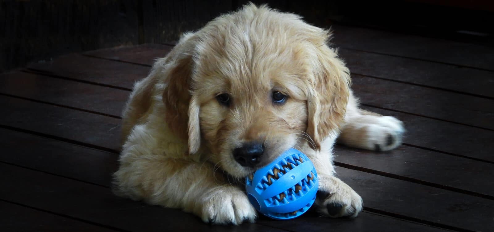 cucciolo golden retriever pallina azzurra 1