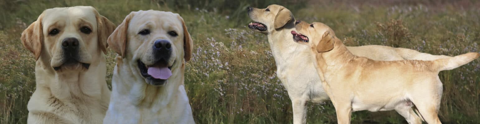 labrador miele adulti