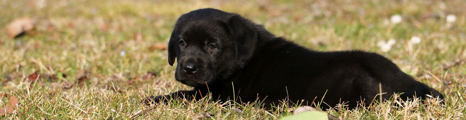 labrador nero 1