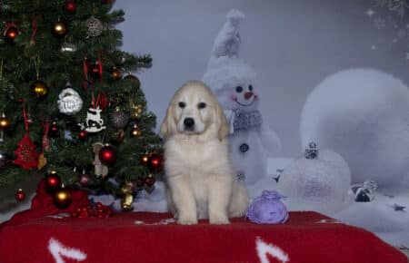 ESME CUCCIOLA DI GOLDEN RETRIEVER FEMMINA LILLA 2