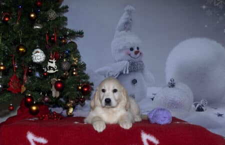 ESME CUCCIOLA DI GOLDEN RETRIEVER FEMMINA LILLA 3