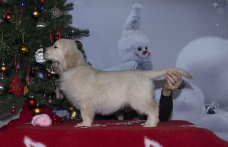 ESME CUCCIOLA DI GOLDEN RETRIEVER FEMMINA ROSA 1