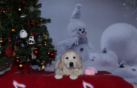 ESME CUCCIOLA DI GOLDEN RETRIEVER FEMMINA ROSA 3