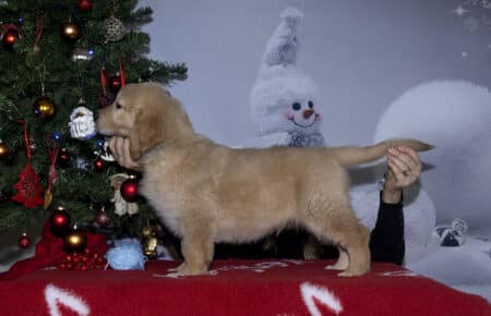 ESME CUCCIOLO DI GOLDEN RETRIEVER MASCHIO AZZURRO 1