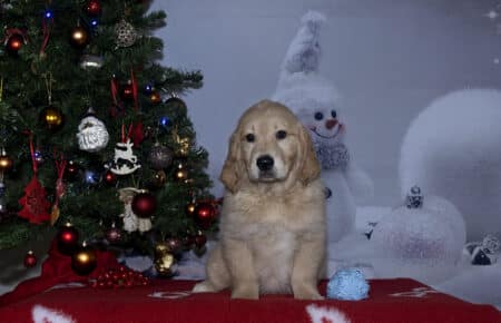 ESME CUCCIOLO DI GOLDEN RETRIEVER MASCHIO AZZURRO 2