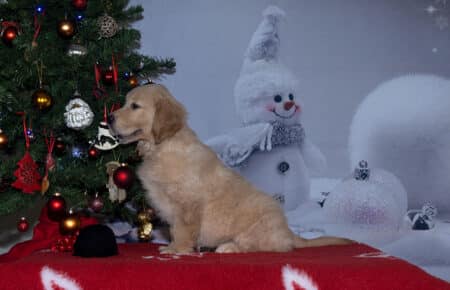 ESME CUCCIOLO DI GOLDEN RETRIEVER MASCHIO NERO2