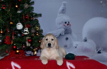 ESME CUCCIOLO DI GOLDEN RETRIEVER MASCHIO VERDE 2