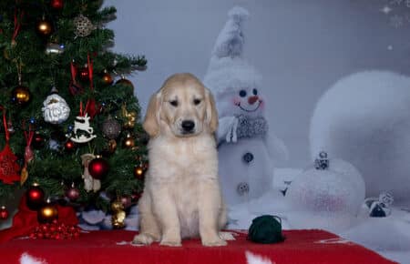 ESME CUCCIOLO DI GOLDEN RETRIEVER MASCHIO VERDE 3