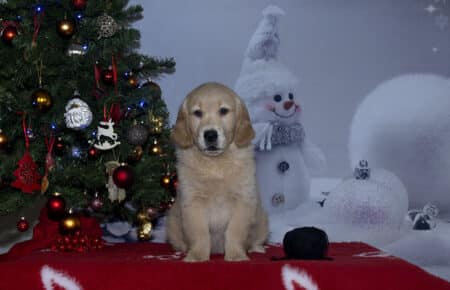 ESME CUCCIOLO DI GOLDEN RETRIEVER MASCHIO nero5