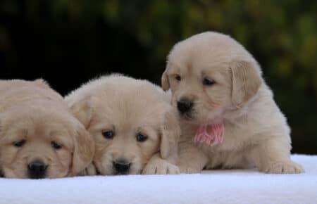 ESME GOLDEN RETRIEVER TRE SORELLE 1147