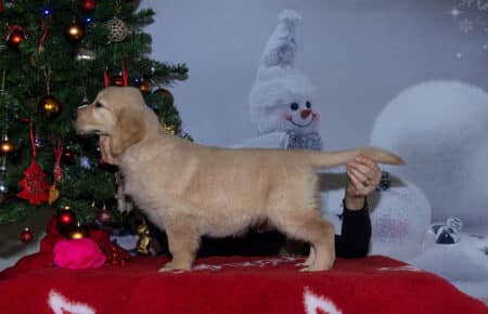 ESMECUCCIOLA DI GOLDEN RETRIEVER FEMMINA FUXIA 1