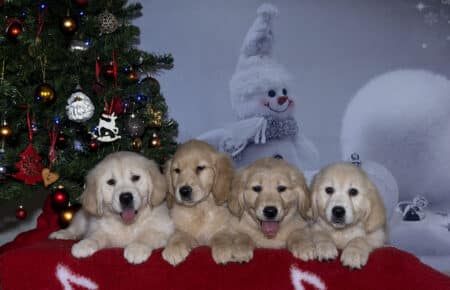 ESMECUCCIOLA DI GOLDEN RETRIEVER FEMMINE 2