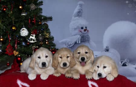 ESMECUCCIOLA DI GOLDEN RETRIEVER FEMMINE 3