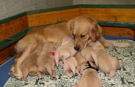 ESMERALDA CUCCIOLI DI GOLDEN RETRIEVER 1018