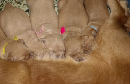 ESMERALDA CUCCIOLI DI GOLDEN RETRIEVER 1028