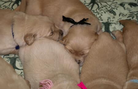 ESMERALSA CUCCIOLI DI GOLDEN RETRIEVER 1022
