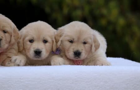 GOLDEN RETRIEVER DUE SORELLE DI ESME 1150