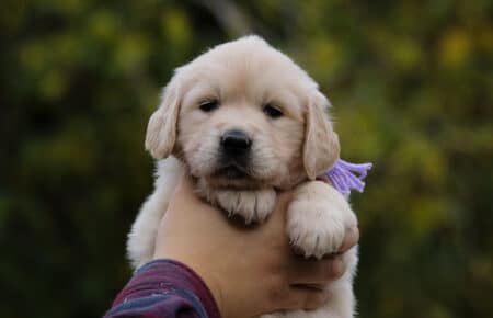 GOLDEN RETRIEVER FEMMINA CUCCIOLA ESME 1203