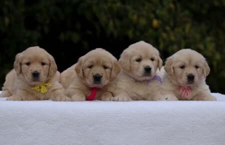 GOLDEN RETRIEVER FEMMINE DI MAMMA ESME 1143