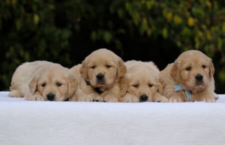 GOLDEN RETRIEVER MASCHI DI MAMMA ESME 1137