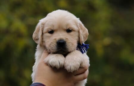 GOLDEN RETRIEVER MASCHIETTO COLLARE BLU 1197
