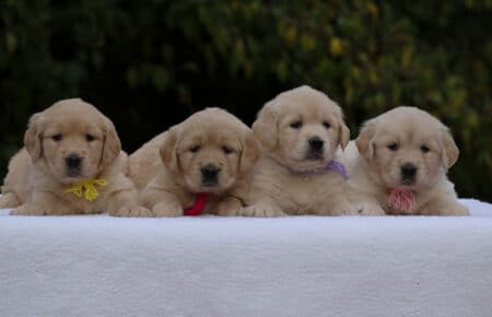 GOLDEN RETRIEVER SORELLINE DORATE 1140