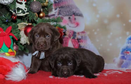 NANCY CUCCIOLI DI LABRADOR CHOCOLATE 1842