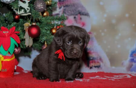 NANCY CUCCIOLI DI LABRADOR CHOCOLATE 1853