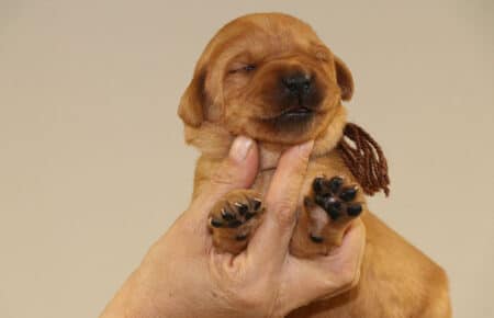 VIOLET CUCCIOLI DI LABRADOR FOXRED 1354