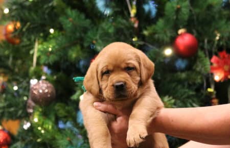 VIOLET CUCCIOLI DI LABRADOR FOXRED 1677