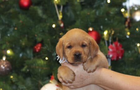 VIOLET CUCCIOLI DI LABRADOR FOXRED 1690