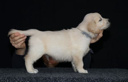 1.LUCY CUCCIOLO GOLDEN MASCHIO GRIGIO 2321