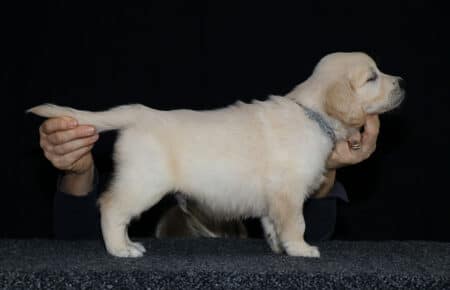 1.LUCY CUCCIOLO GOLDEN MASCHIO GRIGIO 2323
