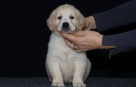 1.LUCY CUCCIOLO GOLDEN MASCHIO GRIGIO 2326