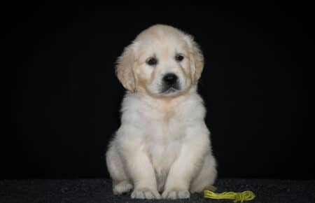 10.LUCY CUCCIOLO GOLDEN FEMMINA GIALLO 2528