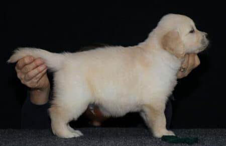 2.LUCY CUCCIOLO GOLDEN MASCHIO VERDE 2334