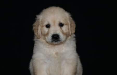 3.LUCY CUCCIOLO GOLDEN MASCHIO MARRONE 2349