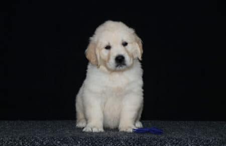 4.LUCY CUCCIOLO GOLDEN MASCHIO BLU 2362