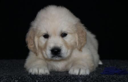 4.LUCY CUCCIOLO GOLDEN MASCHIO BLU 2367