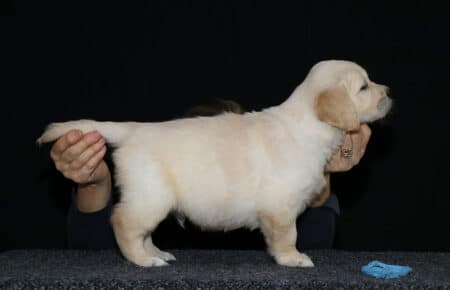 5.LUCY CUCCIOLO GOLDEN AZZURRO 2379