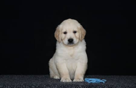 5.LUCY CUCCIOLO GOLDEN AZZURRO 2384