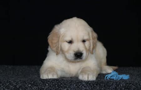 5.LUCY CUCCIOLO GOLDEN MASCHIO AZZURRO 2396