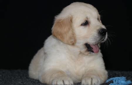 5.LUCY CUCCIOLO GOLDEN MASCHIO AZZURRO 2401