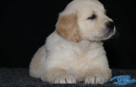 5.LUCY CUCCIOLO GOLDEN MASCHIO AZZURRO 2402