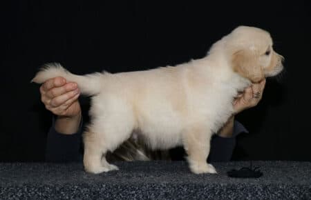 6.LUCY CUCCIOLO GOLDEN MASCHIO NERO 2416